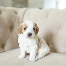 Aussiedoodle, Cockapoo, Miniature Australian Shepherd, and Poodle Puppies from Benson’s Red River Aussies