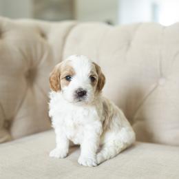 Aussiedoodle, Cockapoo, Miniature Australian Shepherd, and Poodle Puppies from Benson’s Red River Aussies