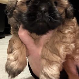 Sayler Bekett - Sable male Shih Tzu puppy in League City, Texas from Mosley Shih Tzu