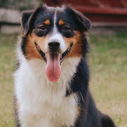 Banjo - Australian Shepherd
