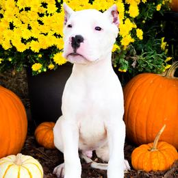 Boy 1 Gideon - White male Dogo Argentino puppy in San Diego, California from Debonair Dogos