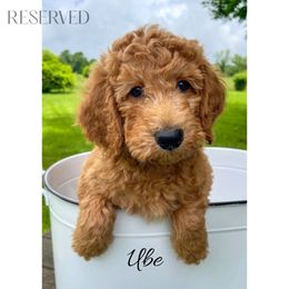 Ube - Red  male Goldendoodle puppy in State Road, North Carolina from Must Love Doodles