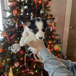 Lil panda - Black and tan female Pembroke Welsh Corgi puppy in New Richmond, Wisconsin from 10 Mile Creek Farms