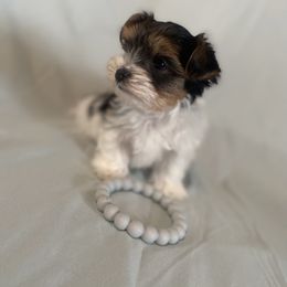 Chili - Small - Parti Boy - AKC - Parti male Yorkshire Terrier puppy in Phil Campbell, Alabama from MagnoliaYorkies