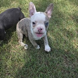 Lincoln - Blue male Companion Cross puppy in Fort Smith, Arkansas from Blue Elite Boston Terriers Frenchies & Frenchtons