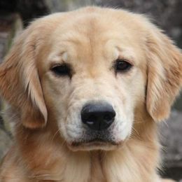 Golden Retrievers from Cadence Golden Retrievers