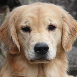 Golden Retrievers from Cadence Golden Retrievers