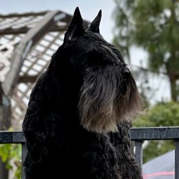 Moon - Miniature Schnauzer
