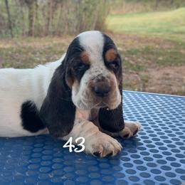 MC 43 - Black white and brown male Basset Hound puppy in Conway, Missouri from Ozark Mountain Kennel