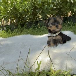 Alara - Black and gold female Yorkshire Terrier puppy in Naples, Florida from Puppies Forever 💙❤️🐶