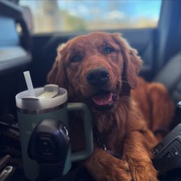 Mali - Golden Retriever