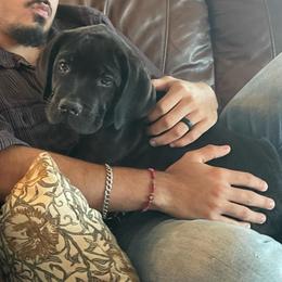 Violet - Black female Cane Corso puppy in San Isidro, Texas from MTZCC Ranch, LLC