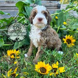 Sable - Sable male Bernedoodle puppy in Graham, Texas from 2 Rose Ranch Doodles