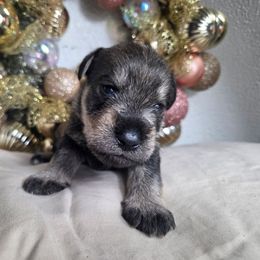Shaggy - White male Miniature Schnauzer puppy in Titusville, Florida from Alysha's Grandbabies
