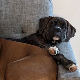 Violet - Brindle Boxer puppy in Wellington, Ohio from Brinkhaven Boxers