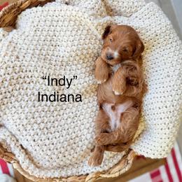 Indiana - Red  male Goldendoodle puppy in Springville, Utah from JW Doodles