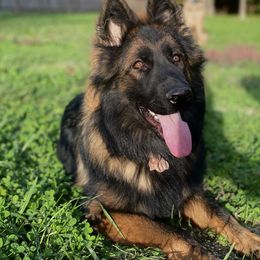 German Shepherd Puppies from Chattanooga Tn German Shepherds