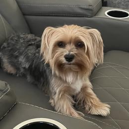 Summer - Yorkshire Terrier