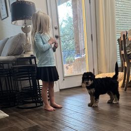 Girl 2 - Tri-color female Bernedoodle puppy in Austin, Texas from Central Texas Doodles