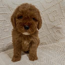 Rodeo (Our Lone Star State litter) - Red  male Goldendoodle puppy in Hopkins County, Texas from Boutique Doodles