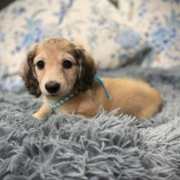 BODIE - Cream male Dachshund puppy in Ville Platte, Louisiana from Cajun Pawfection