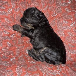 Girl 4 - Black and tan female Cavapoo puppy in Nampa,, Idaho from Clig Doodle Days