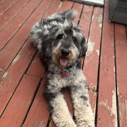 Juni - Bernedoodle