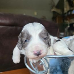 Cosmos - Blue merle male Bernedoodle puppy in Blackfoot, Idaho from Draper Mountain Doodles