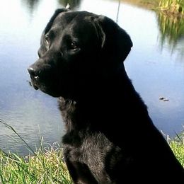 Labrador Retrievers from Marsh-Mutt Manor Labs