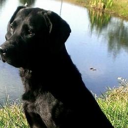 Labrador Retrievers from Marsh-Mutt Manor Labs