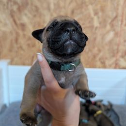 Green boy - Fawn male Bullmastiff puppy in Lorena, Texas from Central Texas Bullmastiffs