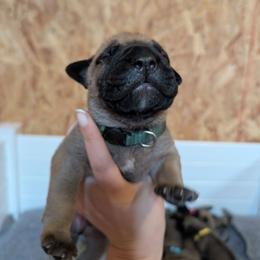 Green boy - Fawn male Bullmastiff puppy in Lorena, Texas from Central Texas Bullmastiffs