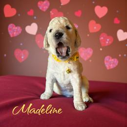 Madeline - Cream female Poodle puppy in Port Orange, Florida from Daytona’s Standard Poodles