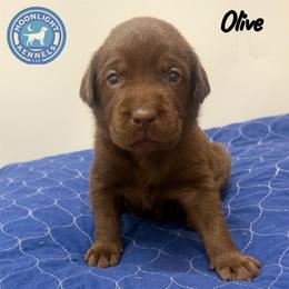 Olive - Chocolate male Labrador Retriever puppy in Elloree, South Carolina from Moonlight Kennels LLC
