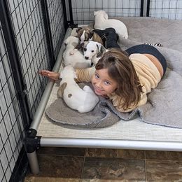 Standard Schnauzer and Whippet Puppies from Forestview