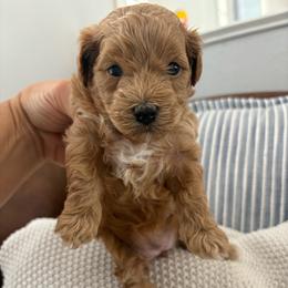 Summer - Red  female Goldendoodle puppy in Brooksville, Florida from Abby’s Standard Goldendoodles