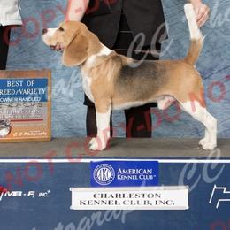Hal - Beagle
