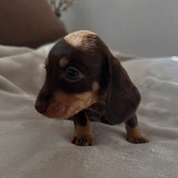 Tedd - Chocolate and tan male Dachshund puppy in San Diego, California from Enchanted little dachshunds