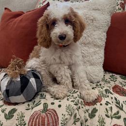 Teddy - Parti male Goldendoodle puppy in Cleburne, Texas from Doodles of the Brazos