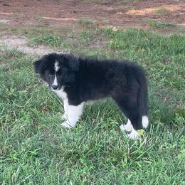 Cedar - Black and white male Border Collie puppy in Olney, Illinois from Heronwood Border Collies