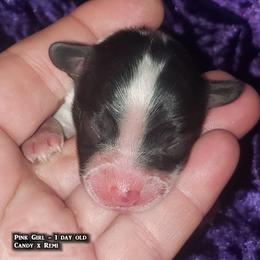 AKC - Pink Girl - White black and tan female Papillon puppy in Cadiz, Kentucky from Tiny Treasures Papillons