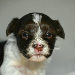 Rhiannon - Chocolate female Havanese puppy in Angier, North Carolina from Hoppy Havanese