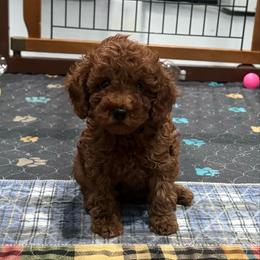 Jack - Red  male Poodle puppy in Houston, Texas from YZC Frenchies at 4C Ranch