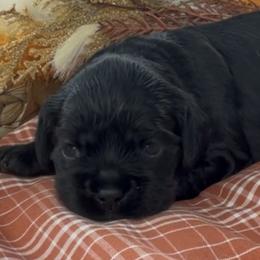 Valka - Black and tan female Cocker Spaniel puppy in Deer Park, Texas from Southern Sunset Cockers