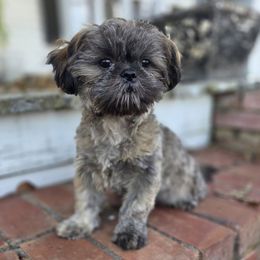 AKC Remington - Brindle male Shih Tzu puppy in Smithville, Georgia from The Luckie Puppy