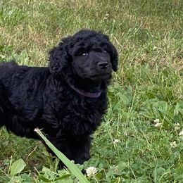 Poodles from Hillside Poodles of Middle Tennessee