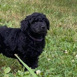 Poodles from Hillside Poodles of Middle Tennessee