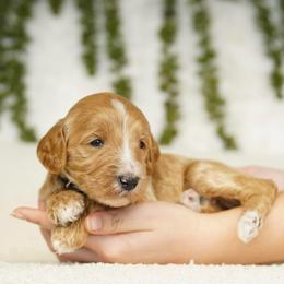Finn - Red  male Goldendoodle puppy in Spokane, Washington from Puppy Love