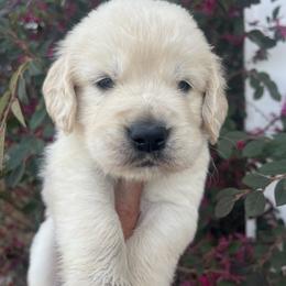 Lime - Light golden male Golden Retriever puppy in Jesup, Georgia from Painted Platinum Retrievers (Painted Platinum Kennel) PPK