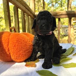 Aelin - Black female Labradoodle puppy in Watertown, Tennessee from PawfectBud